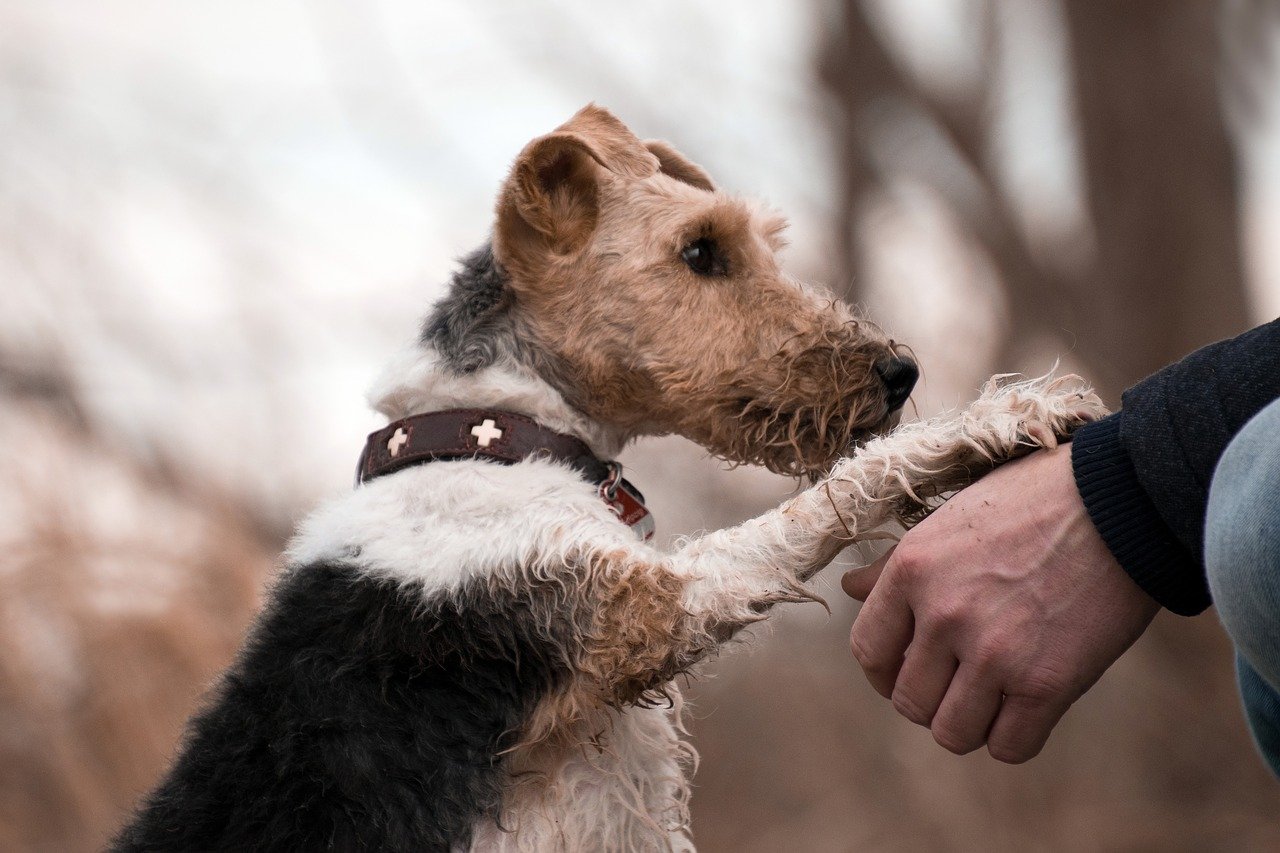 pet-loss-gifts-recover-from-grief